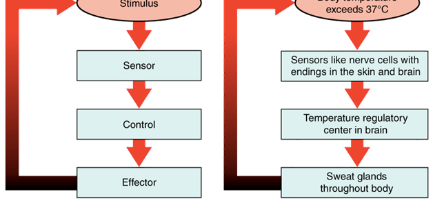 Homeostasis