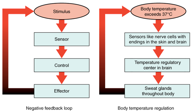 Homeostasis